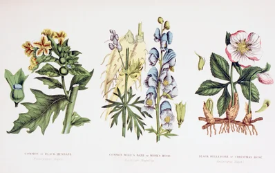 Common Poisonous Plants, c.1890